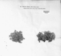 Anaptychia ciliaris image